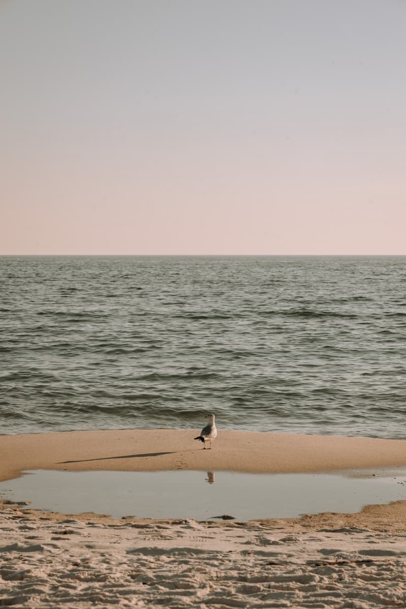 Beach bonfire experience near you in Florida