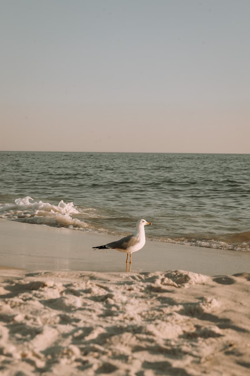 Beach fire near me on Florida's Gulf Coast