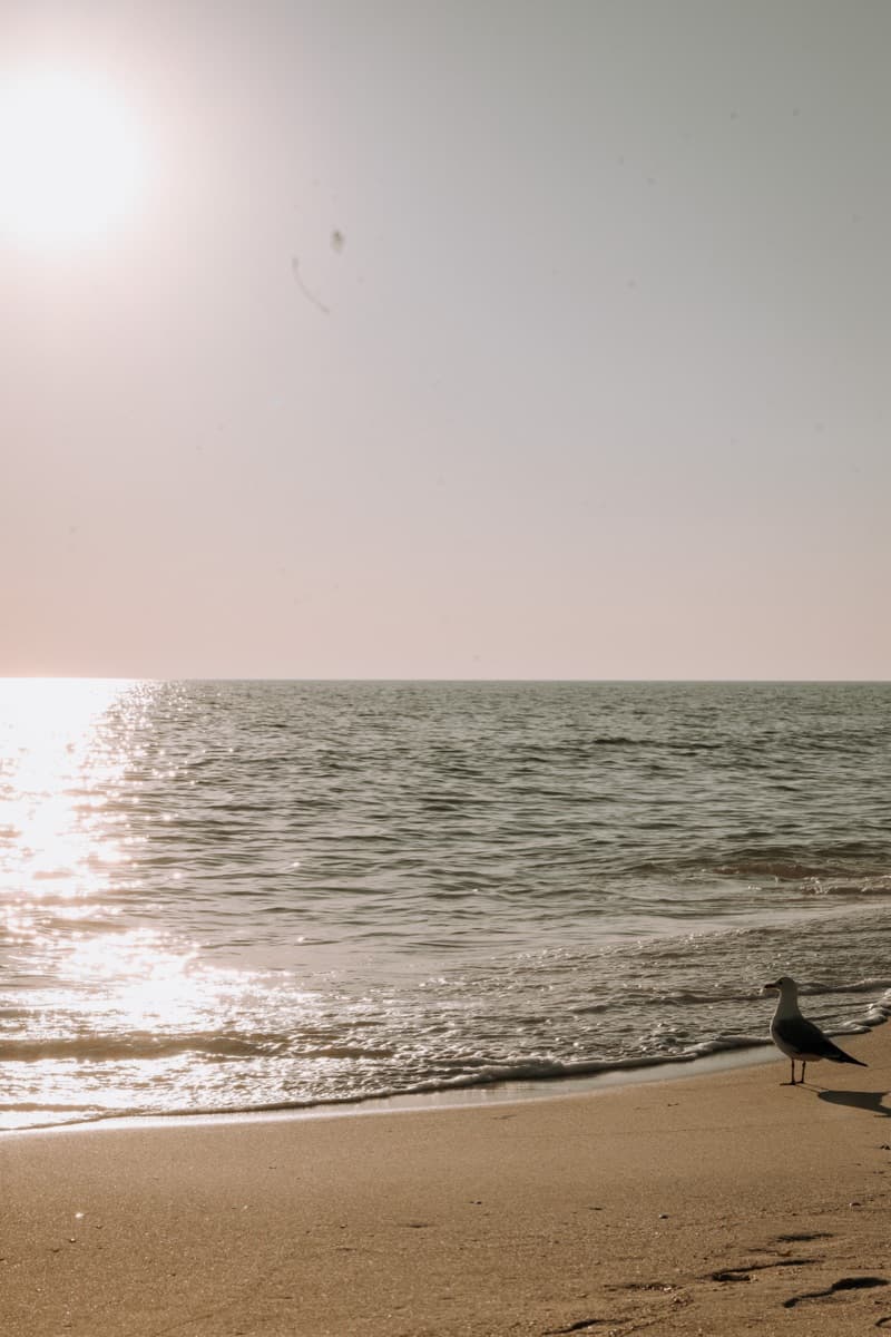 Illumination Experience — glowing orbs and string lights on the beach