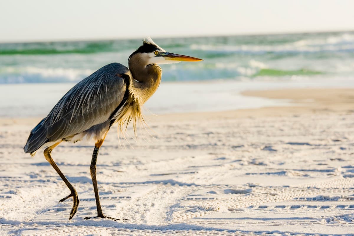 Things to do on 30A Florida