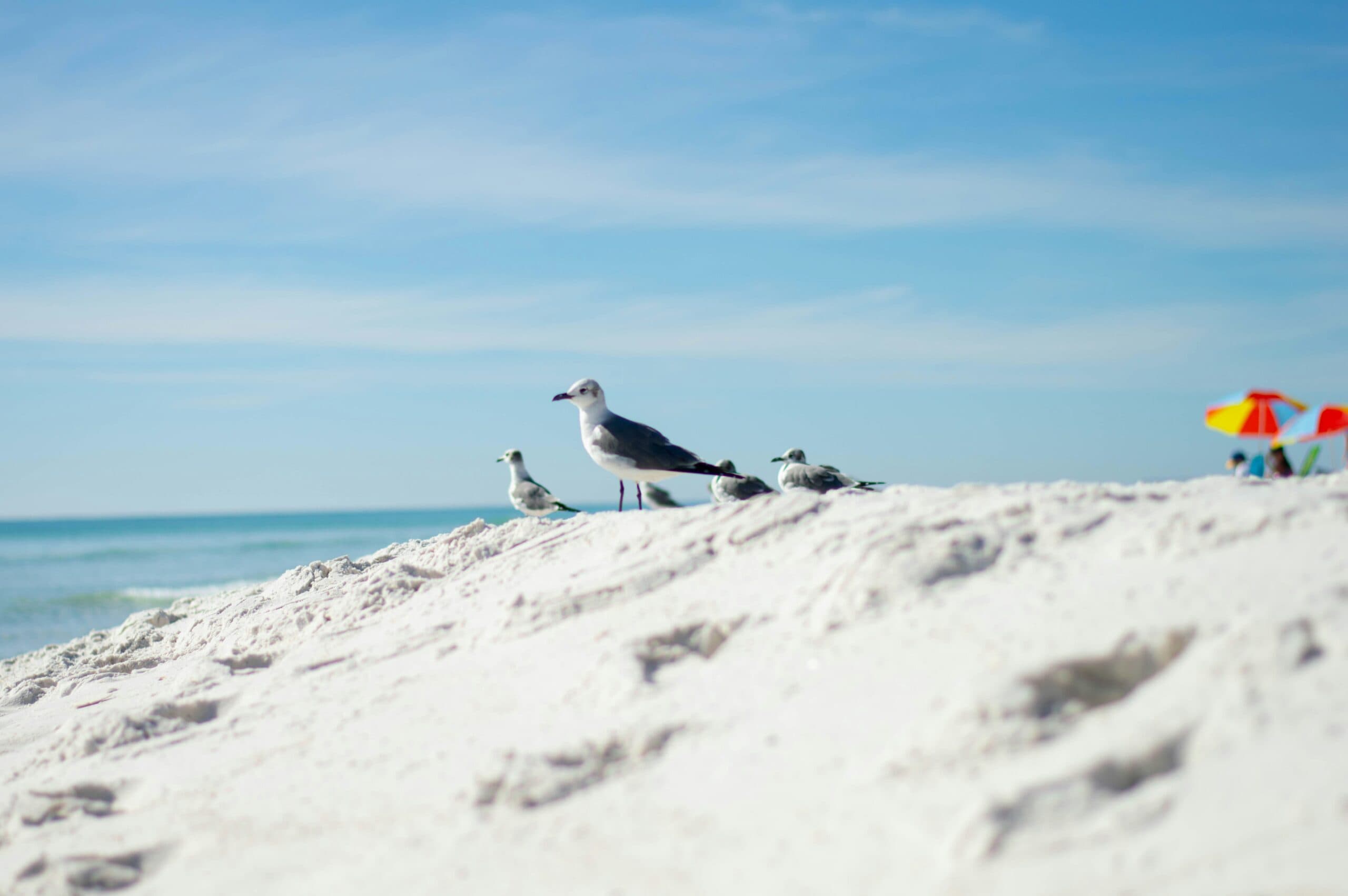 Seagulls stand on a white sand dune